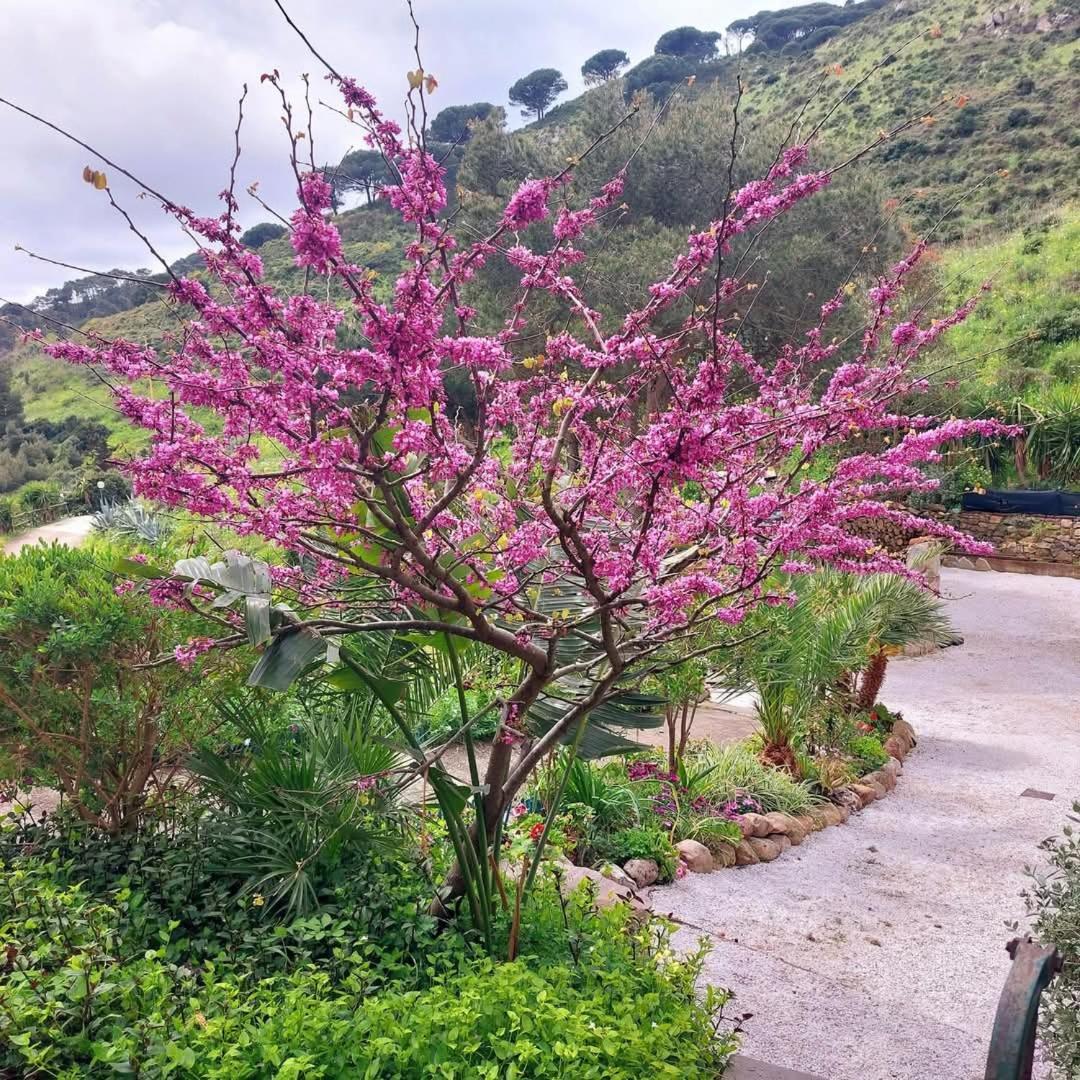 Villetta Dei Fichi D'India Rio dellʼElba Extérieur photo